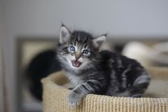 Tapeta Annimals 741.jpg